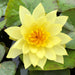 Water lily Hardy Yellow - Aquascape Australia