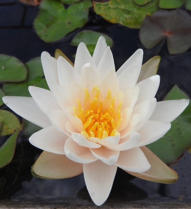 white hardy water lily Water Lily Hardy White — Aquascape Australia