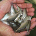 Silver Perch Fingerlings - Aquascape Australia